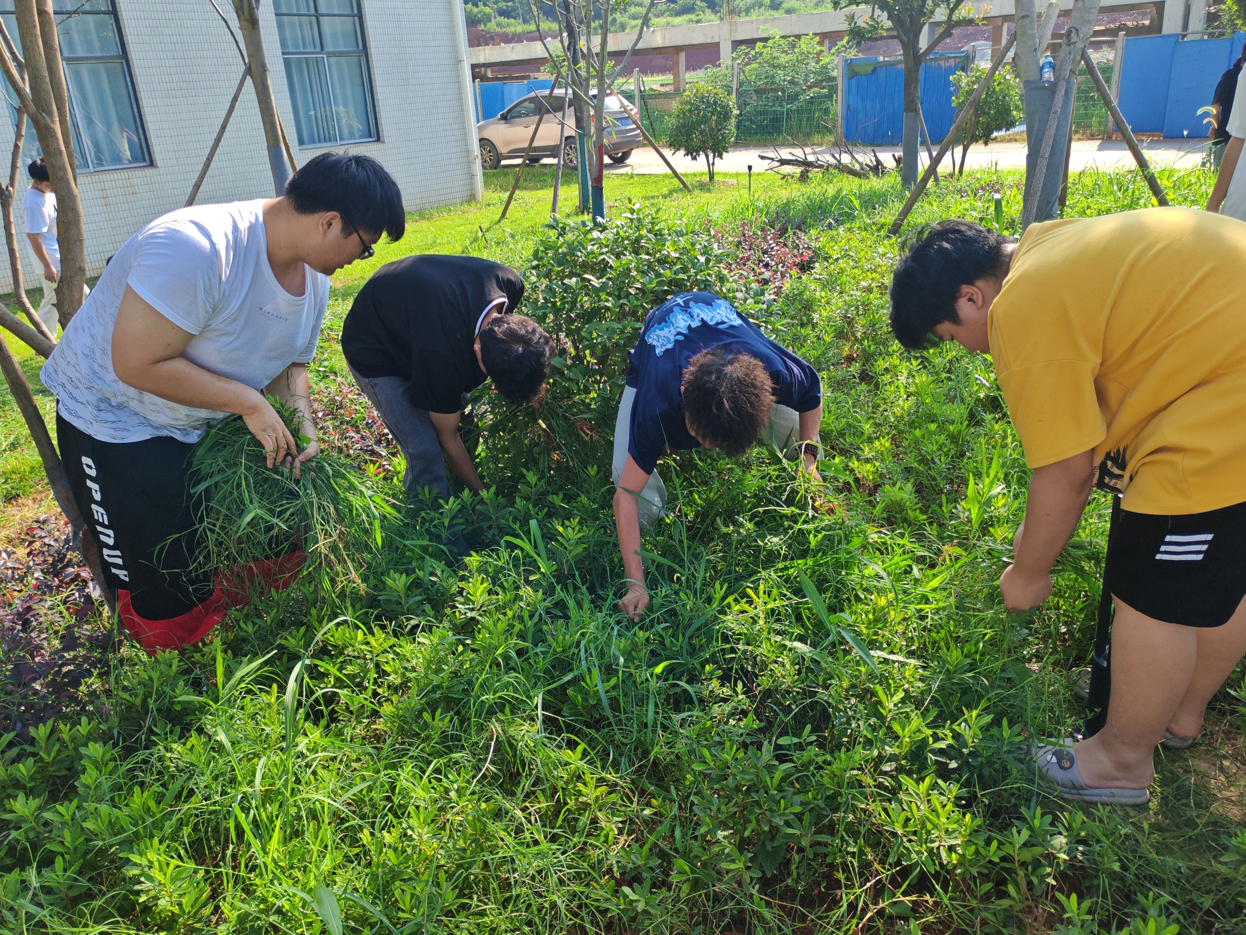 学生四个低头拔草(1).jpg