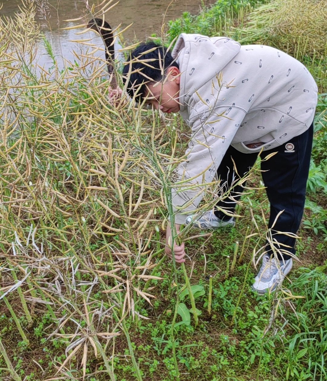 砍油菜杆.jpg