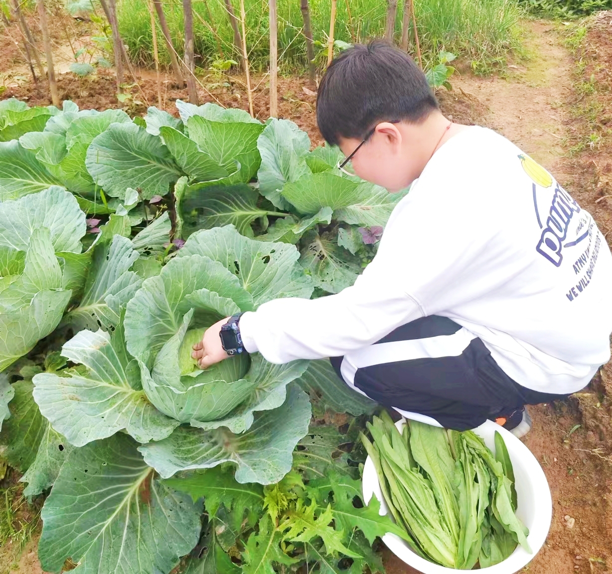 菜园劳动.jpg