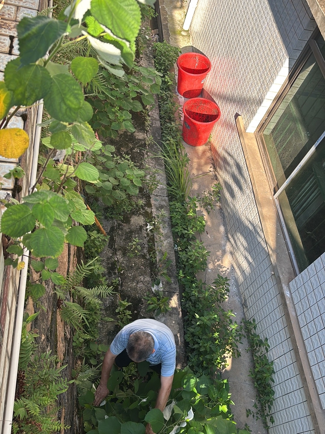 清理杂草.jpg 清理杂草.jpg