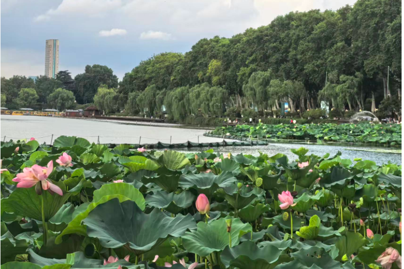 我是小小家乡推荐官【雨湖区站】湘莲之乡，花石有请！