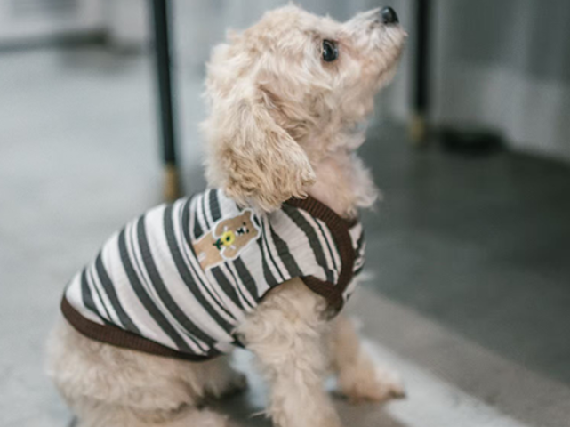 【衡阳县站】小狗“球球”