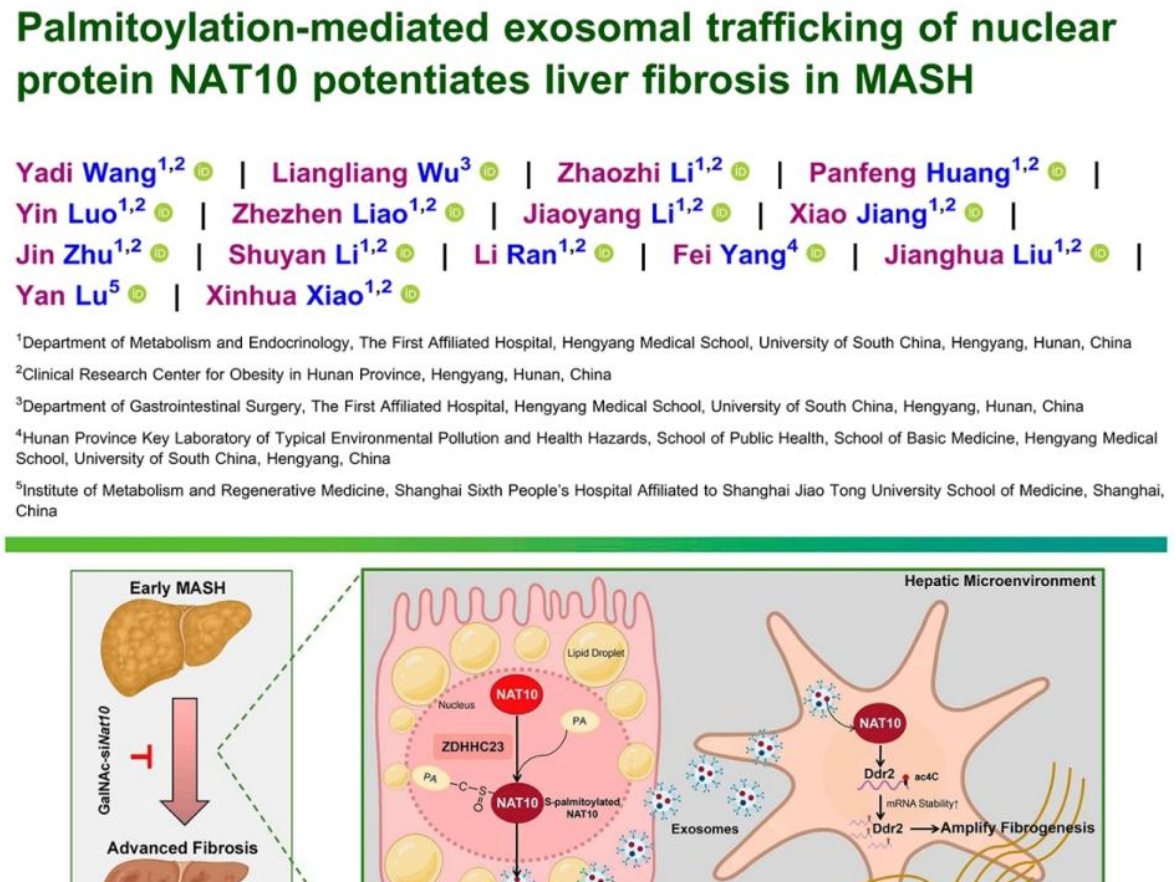 南华大学肖新华团队揭示MASH肝纤维化分子调控新机制