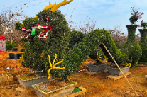 【浏阳站】我是家乡推荐官：柏加的绿意与乡情