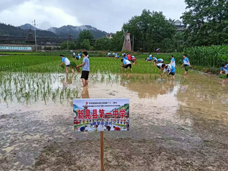 新晃扶罗镇：五老助力劳动实践 插秧现场彰显榜样力量