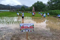 新晃扶罗镇：五老助力劳动实践 插秧现场彰显榜样力量