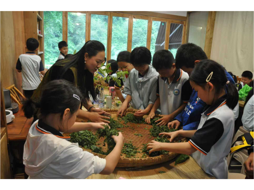 青山叠翠茶飘香 张家界武陵源这群孩子把劳动课搬进千亩茶园