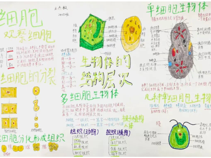 巧思绘佳作 新宁县思源实验学校多学科创意作品评比活动落幕