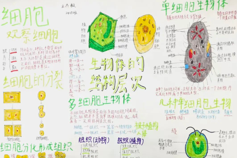 巧思绘佳作 新宁县思源实验学校多学科创意作品评比活动落幕