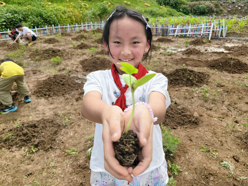 芒种学农耕，保靖县阳朝小学开展田间劳动教育活动
