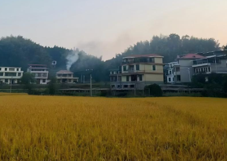 我的国我的家 |【衡阳县站】竹海新生，山路归暖