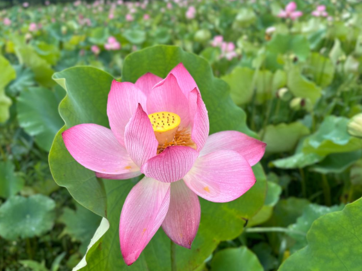 我的国我的家 | 【衡阳县站】荷香龙舞忆乡愁