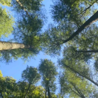 我的国我的家 |【靖州站】排牙山的水杉林