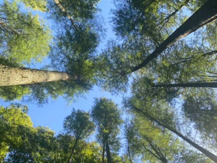 我的国我的家 |【靖州站】排牙山的水杉林