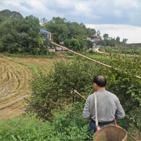 我的国我的家 |【鼎城区站】茶香漫溢的故乡
