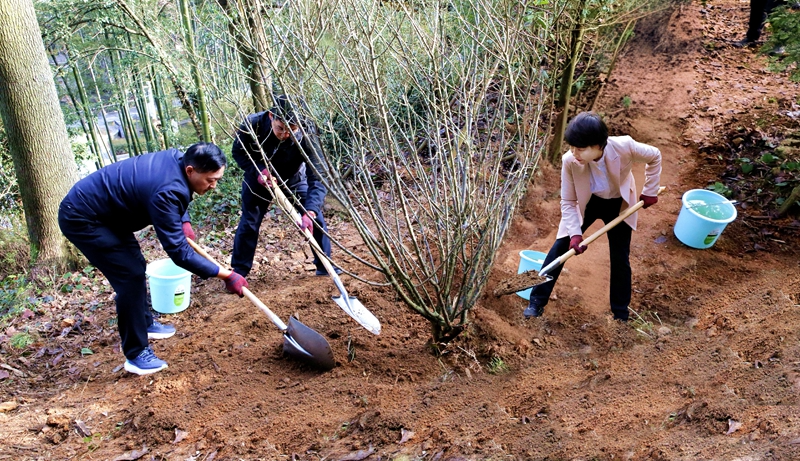 湖南省韶山管理局开展2026年义务植树活动——滴水洞景区新添一片梅林