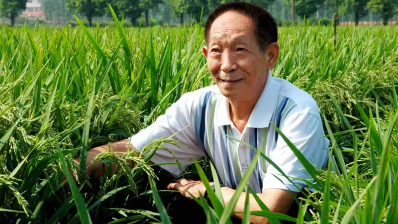 一粒种子， 一生长征——追忆袁隆平院士