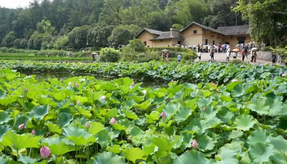 住韶山宾馆，赏故居荷花