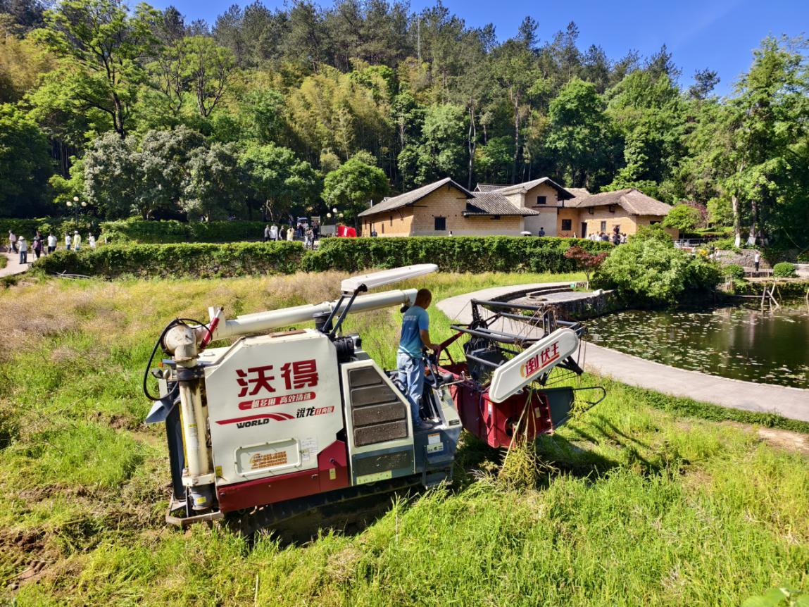 立夏时节收籽忙 故居续写新篇章