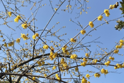 三花共舞，滴水洞的冬日诗篇