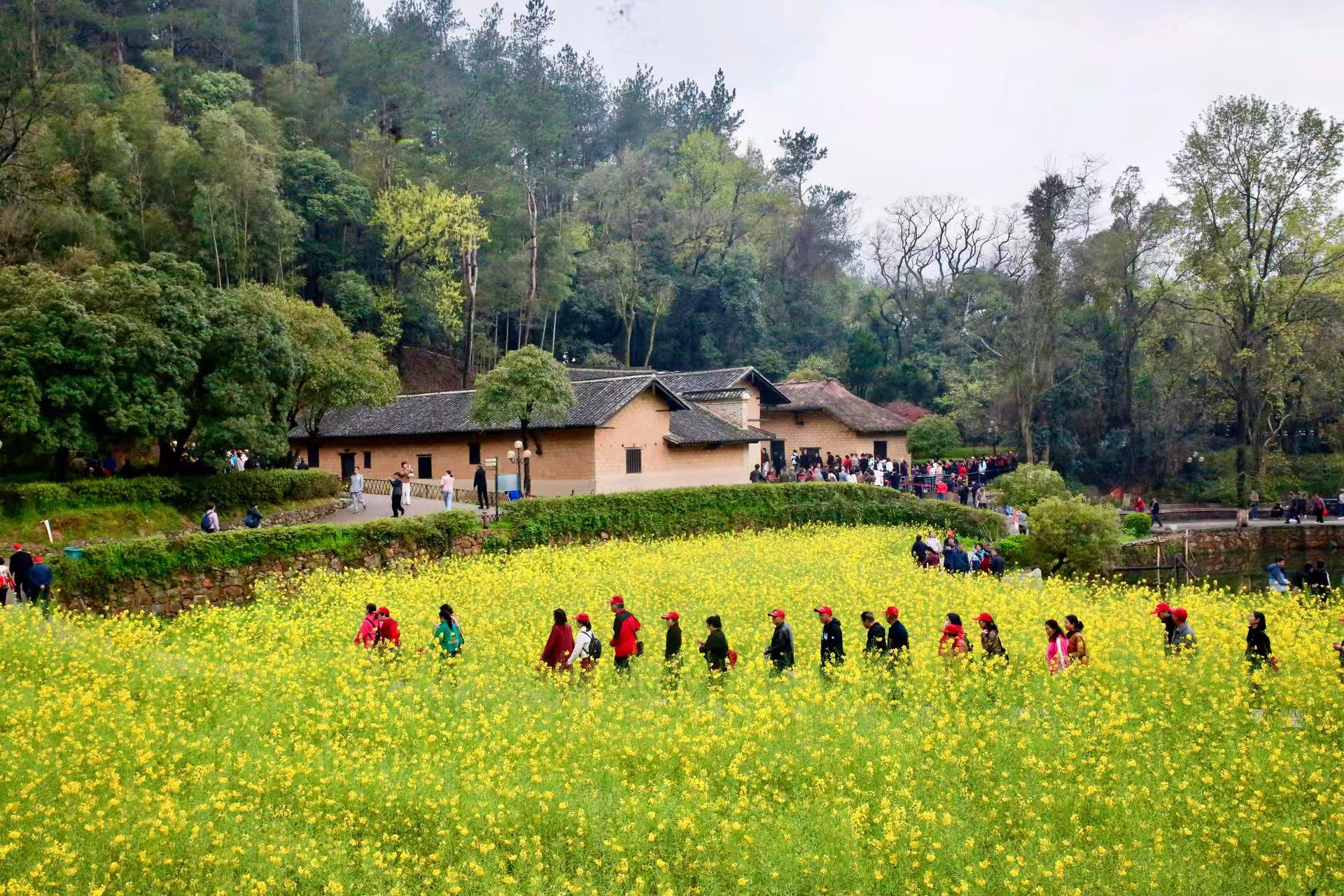 韶山冲里油菜花开正盛 遍地金黄入画来