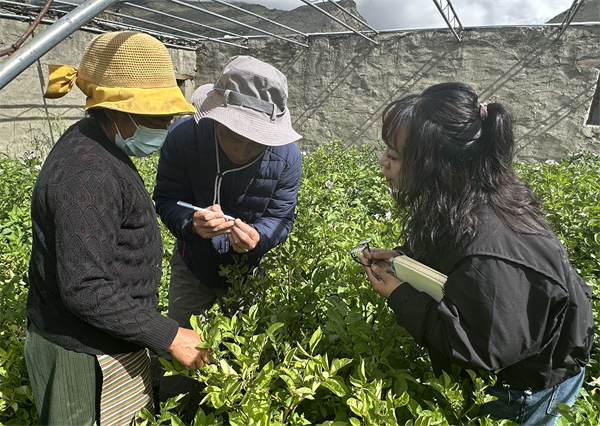措美县开展蔬菜温室种植实地培训_副本.png