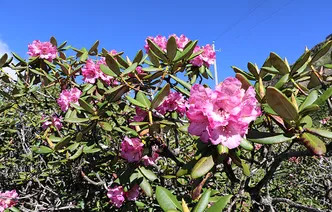 玉麦乡杜鹃“末班车”花海浪漫绽放