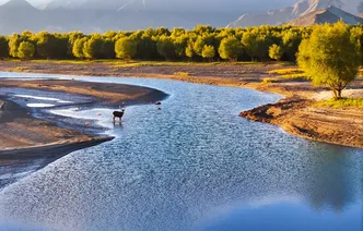 雅江秋韵鹿影梦