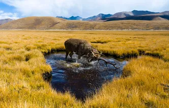 呦呦鹿鸣，秋满雅砻