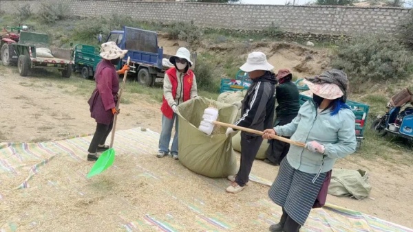 秋收14.jpg 秋收14.jpg