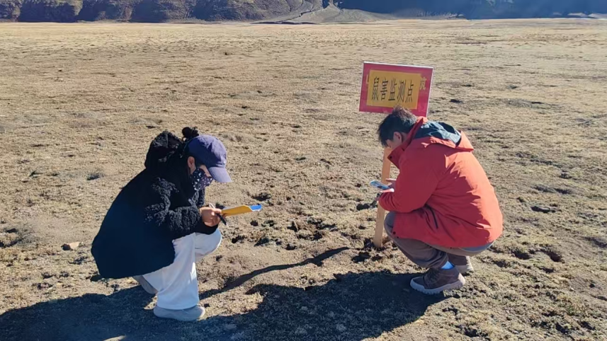 措美县开展今冬明春草原鼠害监测工作.png 措美县开展今冬明春草原鼠害监测工作.png