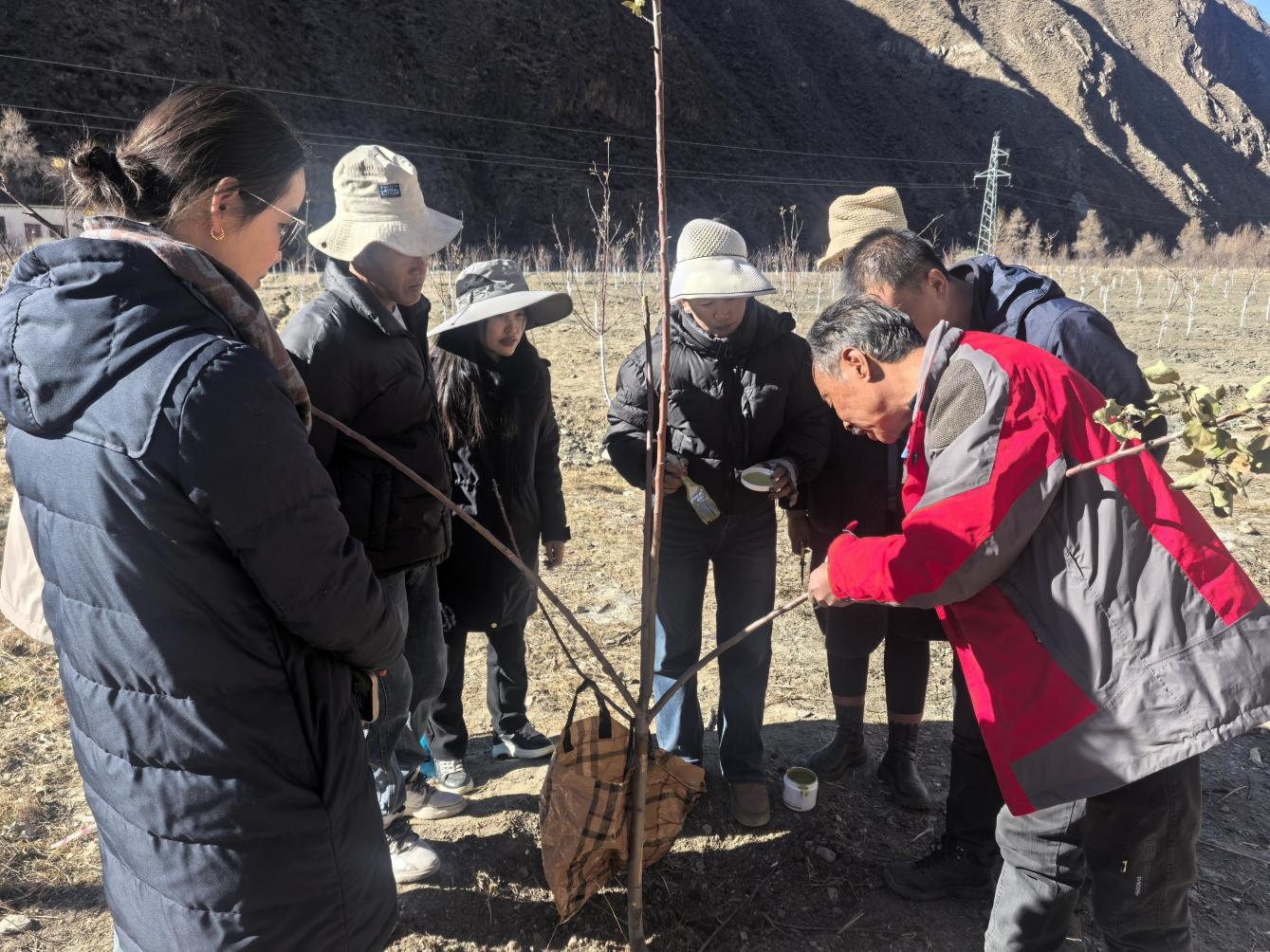 专家传技经果林管护 赋能乡村产业提质增收.png 专家传技经果林管护 赋能乡村产业提质增收.png