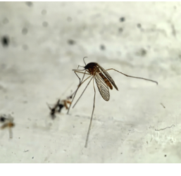 蚊子提前上岗？湖南疾控：较往年暂无明显变化