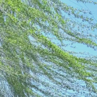 杨柳絮在多地进入始飞期，专家支招科学应对