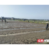 岳阳县：早稻集中育秧16万亩带动播种面积47万亩