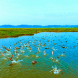 视频 | “醉”美汨罗江，最美候鸟季