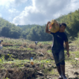 平江：福寿山中种“福寿” 一颗萝卜富了一方百姓