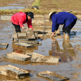 湘阴：人勤春来早 育秧正当时