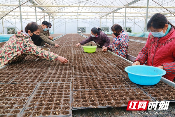 工人正在君山蔬菜科技园开展蔬菜精细化育种。张磊 摄