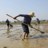 汨罗：干部专家联农户，稳住粮食“基本盘”