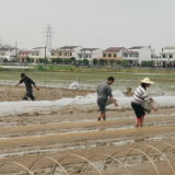 湘阴：集中育秧16.2万亩 带动全县早稻播种面积45.1万亩