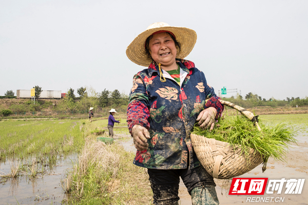 岳阳县筻口镇农村妇女抛秧忙。