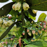 汨罗果农黄文良的豁达与自信