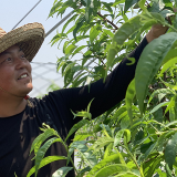 湘阴：“菜篮子”鼓起贫困户的“钱袋子”