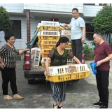 “扶贫鸡”送到户！湘阴这个村贫困户致富有奔头