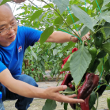 牛！岳阳填补了一项蔬菜栽培技术空白