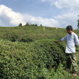 临湘：小茶叶做出产业扶贫的大文章