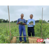 汨罗九雁村：荒山变身“花果山”，贫困群众有了“摇钱树”