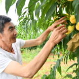 日子越过越红火|湘阴湖湾村：乡贤乡友出把力 菜地小院来富民
