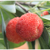 视频 | 夏时风物生烟火，汨罗江畔东魁杨梅熟了！